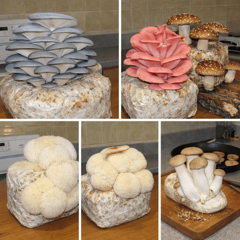 Five gourmet mushroom species — blue oyster, pink oyster, shiitake, lion's mane, and king oyster